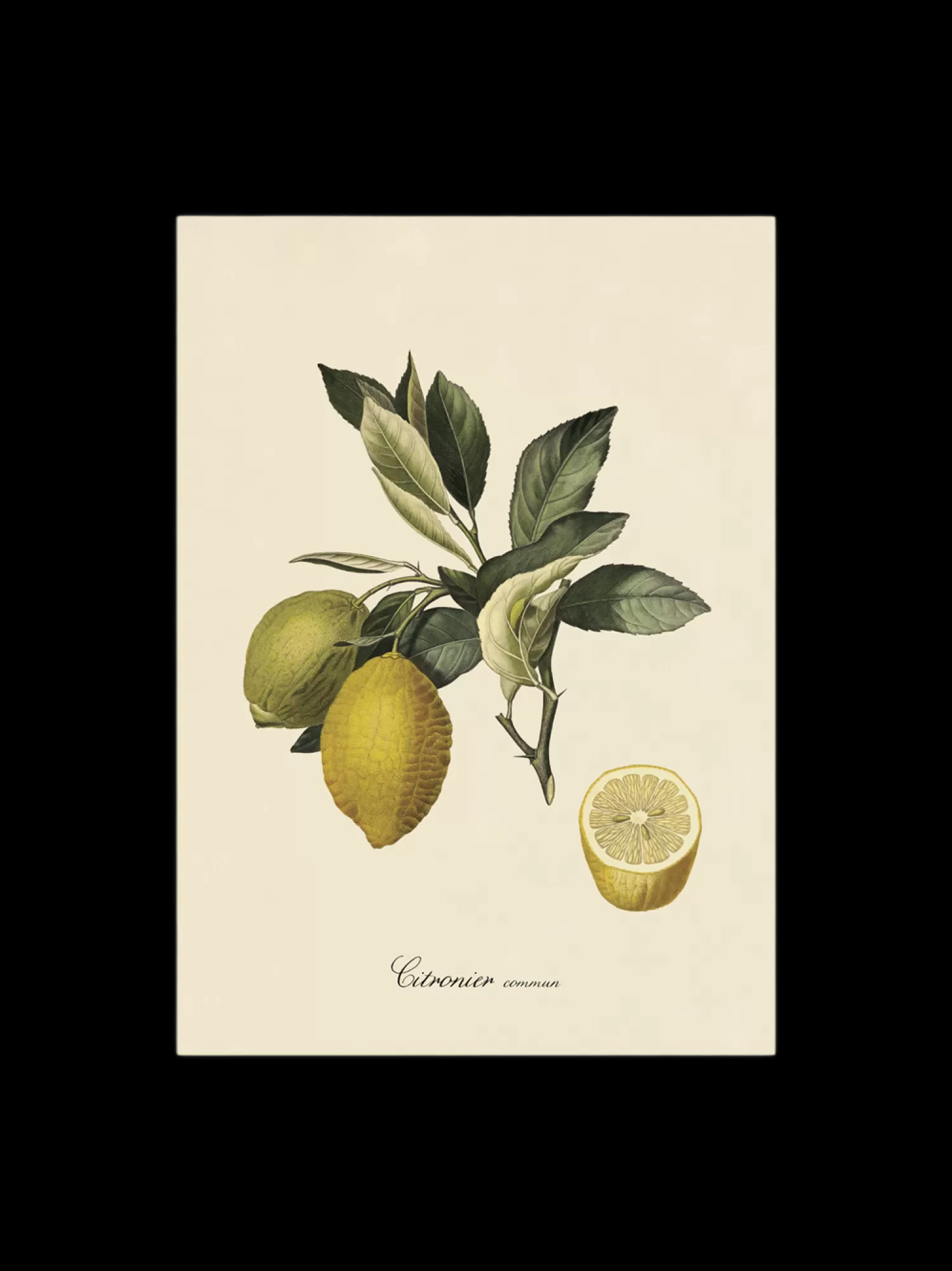 Plakat 50 X 70*Søstrene Grene Shop