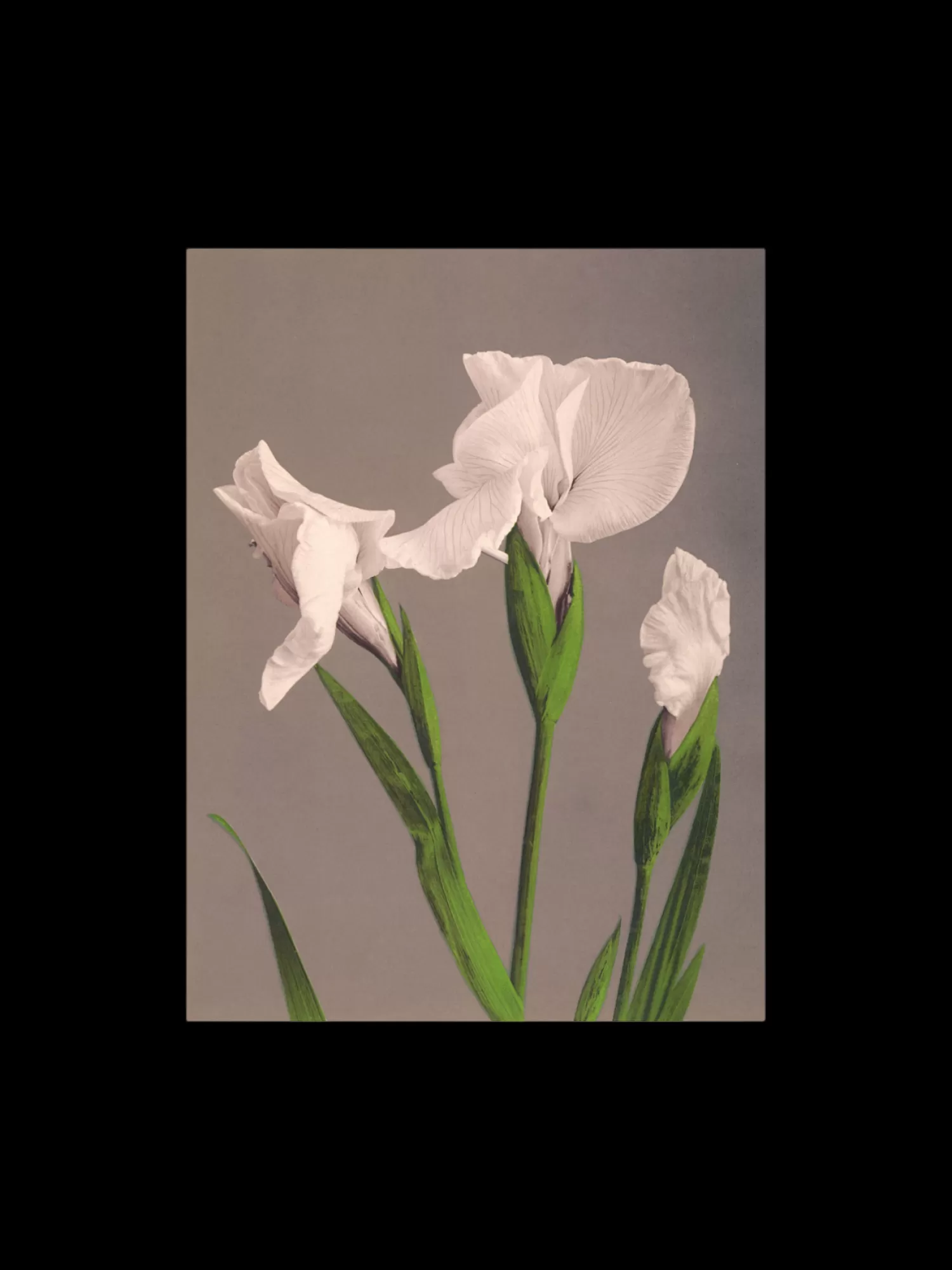 Plakat A3*Søstrene Grene Best Sale
